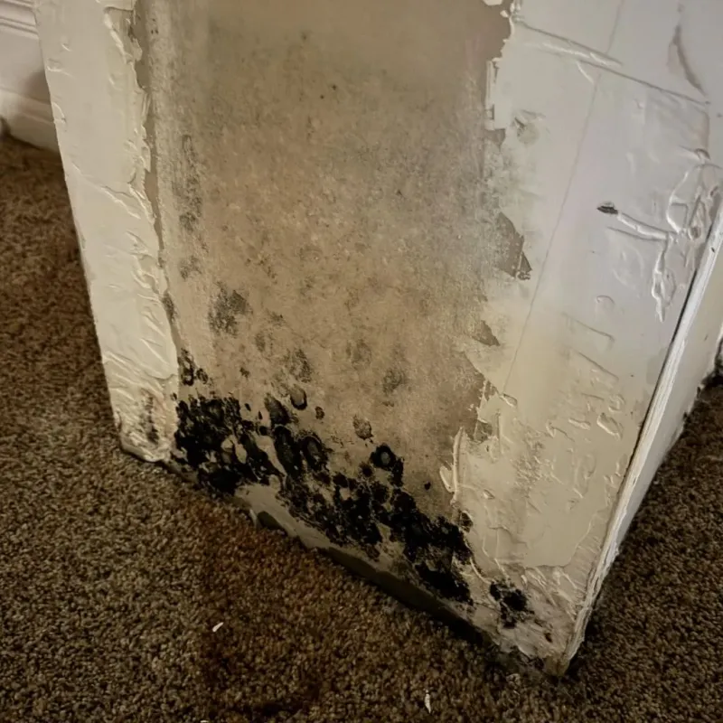 Professional Mold Removal in Three Oaks, MI